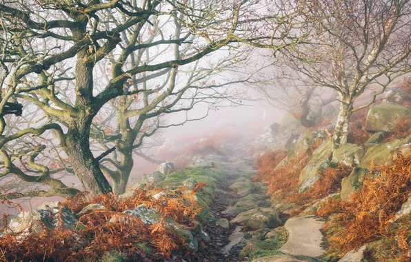 Autumn, forest, trees, branches, fog, Park, stones, morning