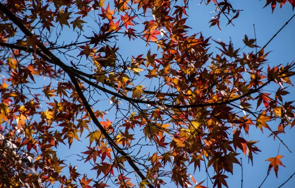 Picture autumn, leaves, colorful, maple, autumn, leaves, autumn, maple