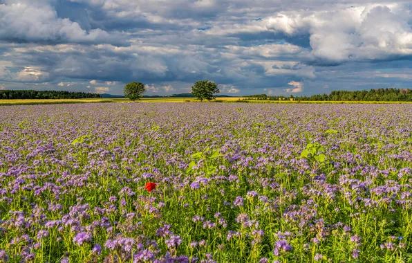 Nature, Clouds, Germany, Field, Landscape, Rhineland-Palatinate