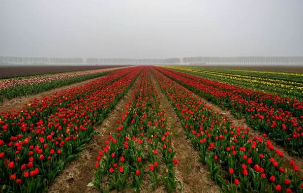 Field, the sky, trees, flowers, fog, perspective, spring, dal