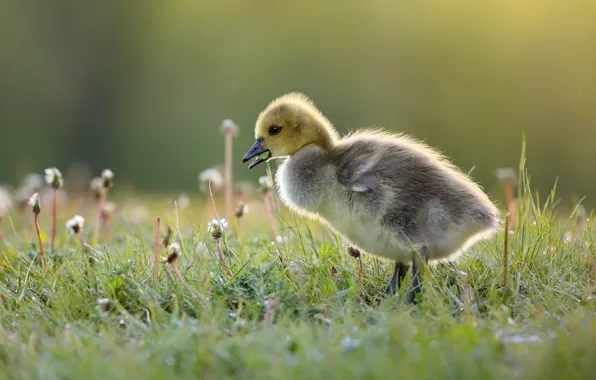 Grass, bird, glade, flowers, duck, duck, chick, goose