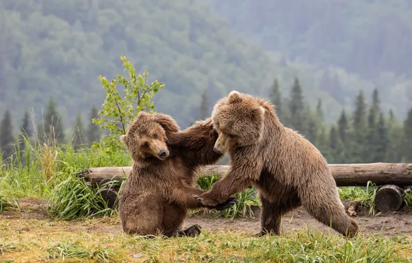 Forest, grass, look, face, pose, the game, fight, bear