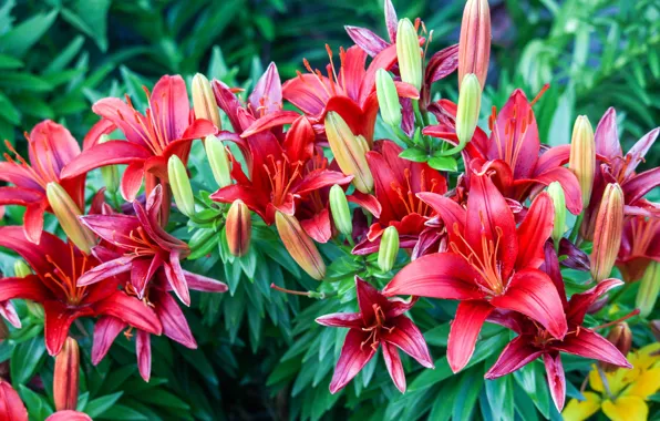 Flowers, Lily, garden, red, buds, flowerbed, a lot