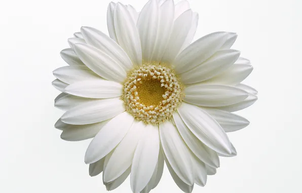 White, flower, macro, petals, Daisy