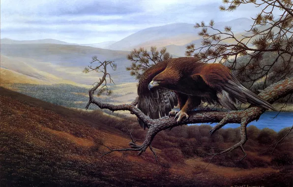 Picture landscape, bird, branch, art, eagle, David J Lawrence