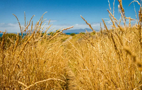Picture wheat, field, the sky, ear, meadow, ears, tronica