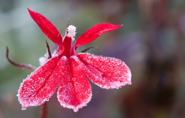 Picture frost, flower, drops, red, bright, background, ice, spring