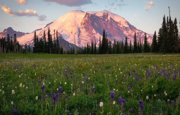 Forest, summer, grass, light, snow, flowers, mountains, tops