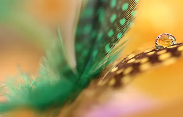 Picture water, drops, feathers