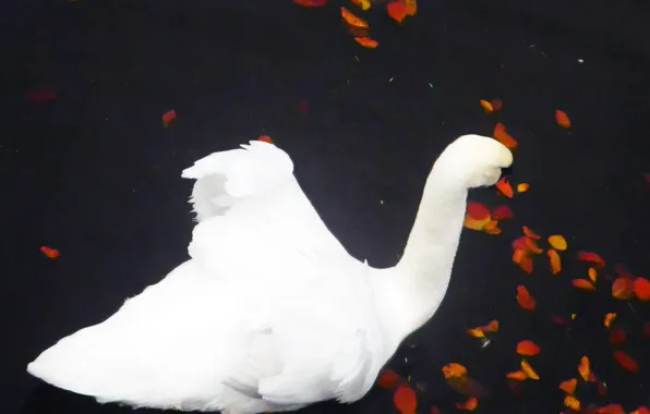 Autumn, lake, Swan, the leaves in the water, with his head down