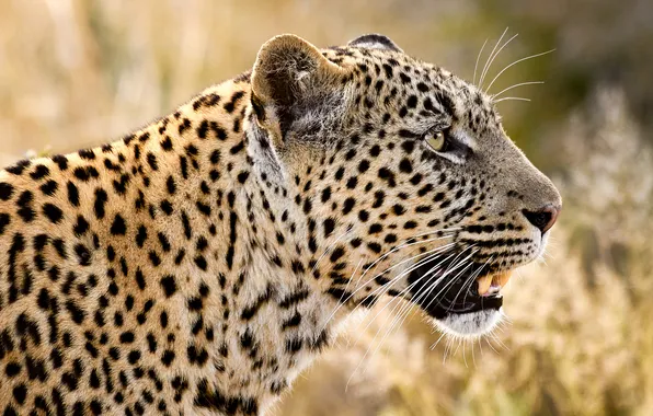 Face, predator, leopard, profile, wild cat