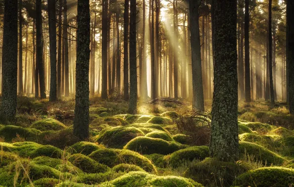 Picture forest, light, moss
