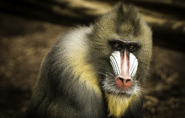 Picture lonely, blurred, mandrill