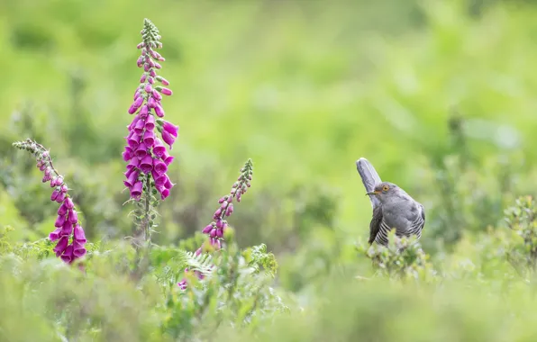 Greens, summer, grass, flowers, bird, glade, cuckoo, digitalis