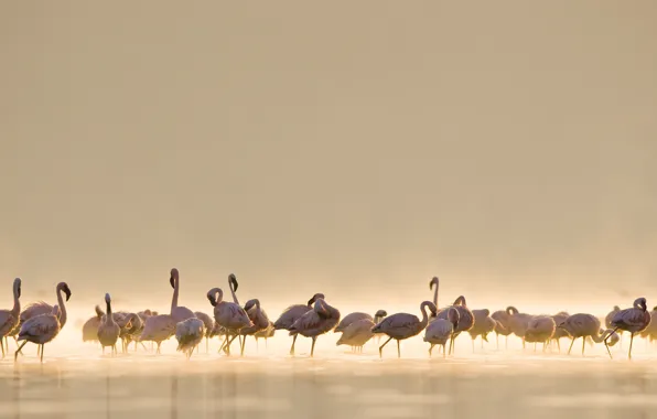 Birds, pack, Flamingo