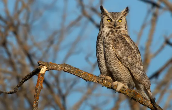 Picture look, branches, owl, bird, blue background, owl
