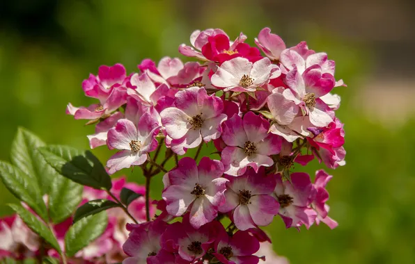 Leaves, light, flowers, roses, branch, spring, garden, pink