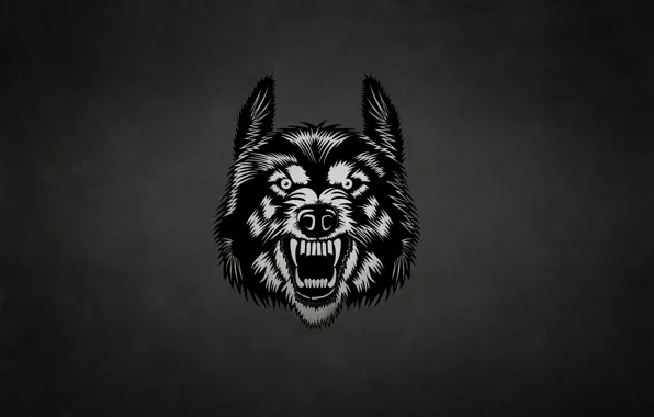 Face, the dark background, wolf, wolf