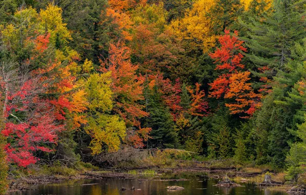 Picture autumn, forest, trees, pond, Park, Canada, Ontario, Algonquin Park