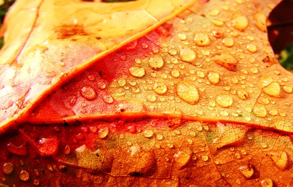 Picture autumn, drops, sheet, colorful leaf and drops