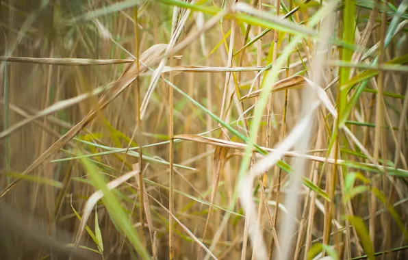 Picture autumn, green, reed, chaos