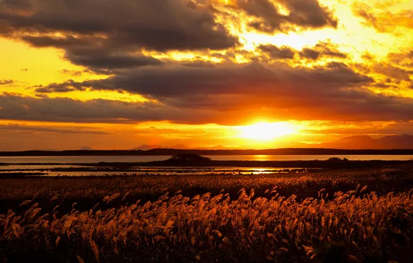 Field, clouds, sunset, lake, stem, horizon, yellow sky
