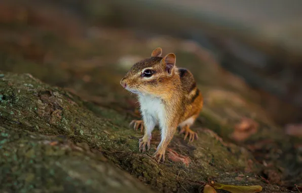 Look, nature, pose, background, animal, Chipmunk, bokeh, blurred