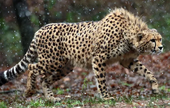 Picture look, predator, Cheetah, observation, cheetah