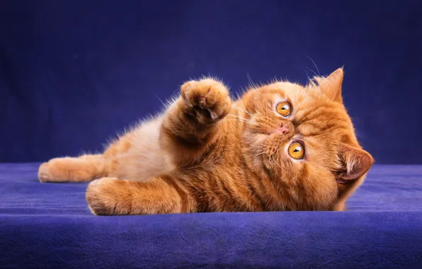 Cat, cat, look, face, pose, kitty, legs, red