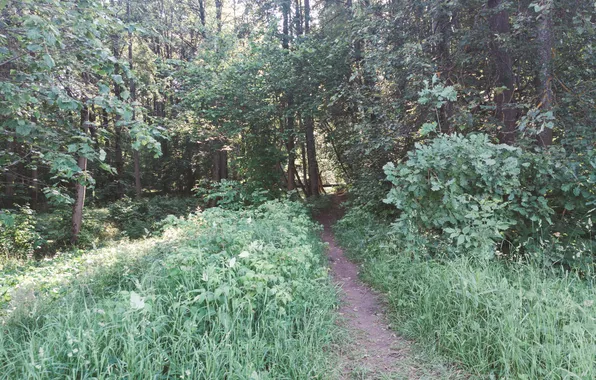 Forest, trees, nature, Russia, path, Artem