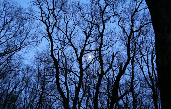 Trees, the moon, Moon
