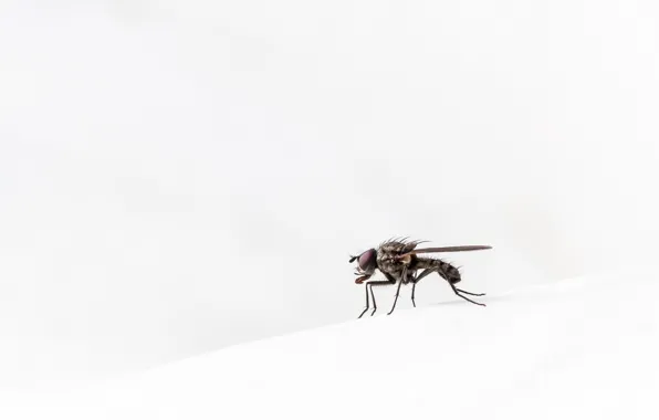 Nature, fly, background