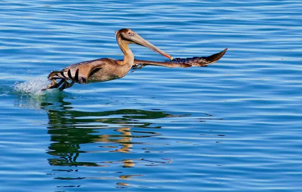 Water, bird, wings, beak, Pelican