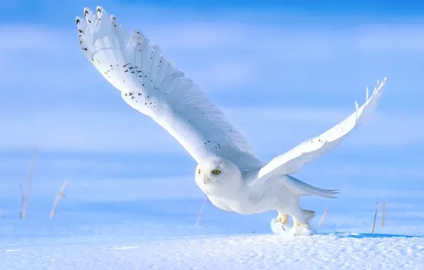 Winter, snow, owl, bird, the rise, snowy owl