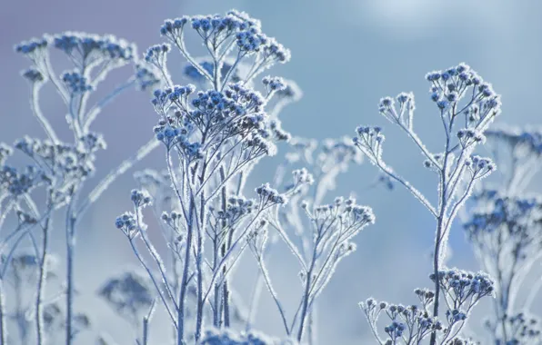 Winter, frost, macro, plant