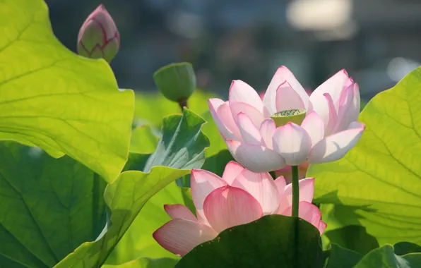 Picture macro, pink, Lotus
