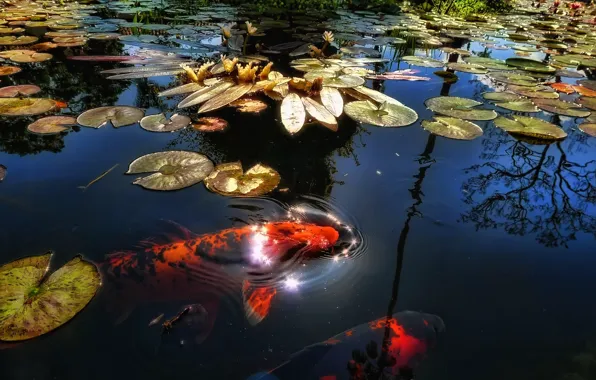 Picture fish, lake, pond