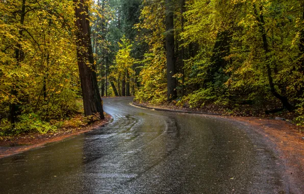 Road, autumn, forest, trees, CA, USA, Yosemite