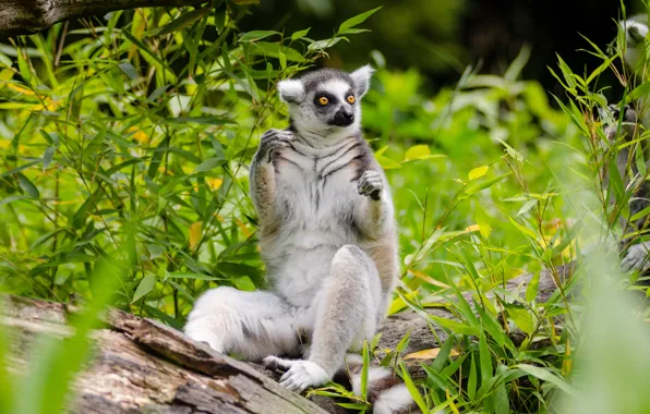 Picture grass, look, leaves, lemur, sitting