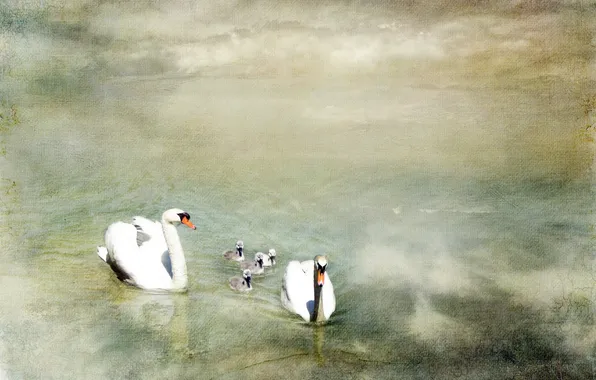 Nature, style, swans