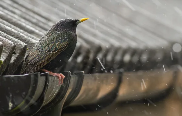 Roof, rain, bird, Starling