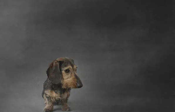 Picture look, each, dog, Wirehaired miniature Dachshund