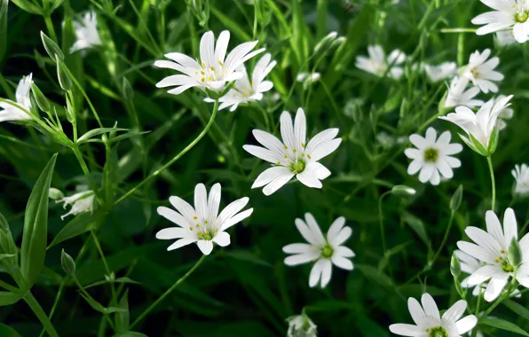 Macro, flowers, spring, white