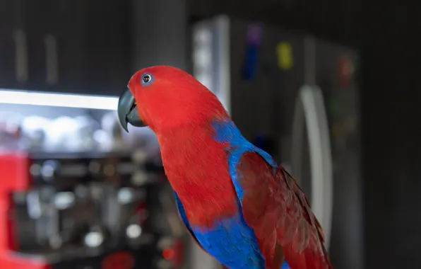 Red, background, parrot, Fleur Walton