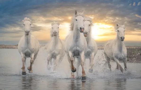The sky, the sun, clouds, squirt, dawn, shore, horses, morning