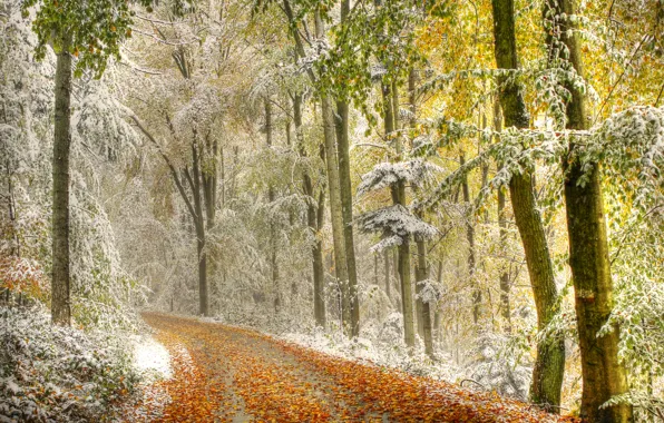Picture road, autumn, forest, leaves, snow, trees, haze