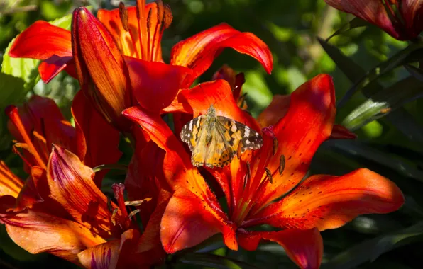 Summer, macro, light, flowers, butterfly, bright, Lily, petals