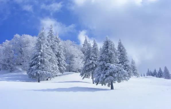 Winter, forest, the sky, clouds, snow, trees, spruce