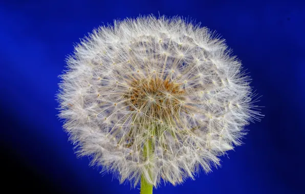 Flower, nature, dandelion, blade