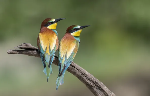 Birds, a couple, bee-eaters